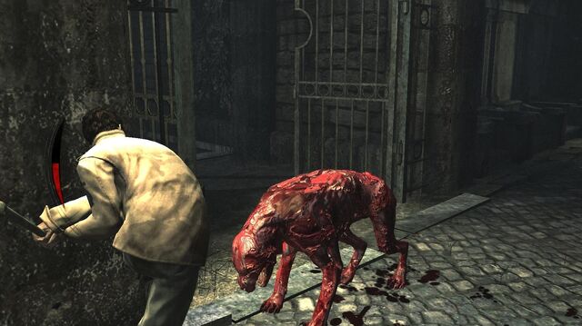 File:Feral in rose heights.jpg