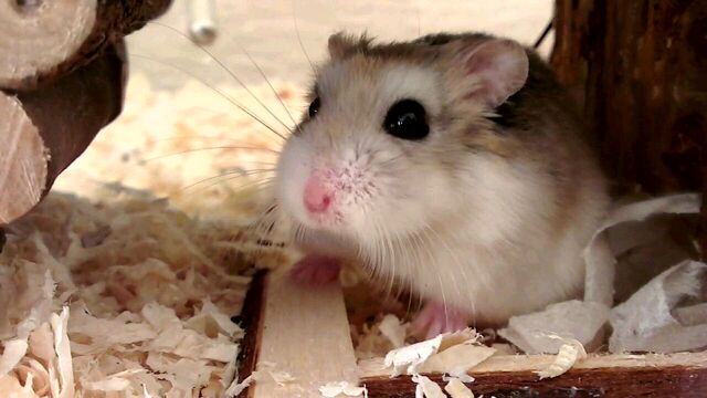 File:Pippy1.jpg