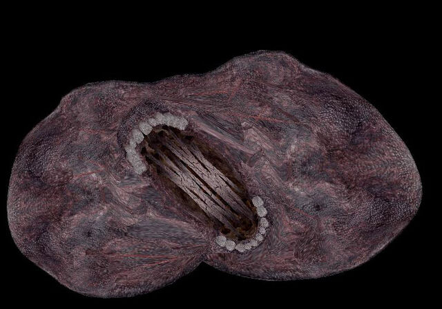 File:Worm2.jpg