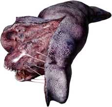 Split Worm