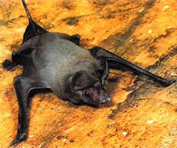 Flmastiffbat.jpg