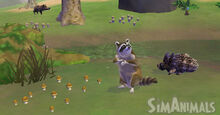 4964 raccoonSimAnimals 1