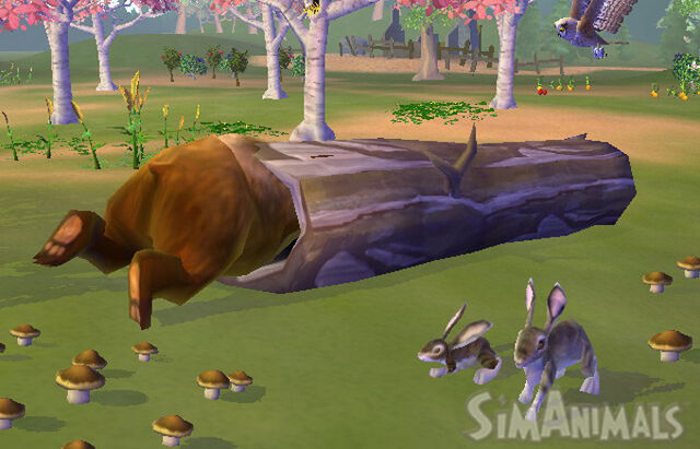 File:4964 bearStuck 5.jpg