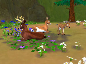 Deer-family