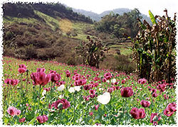 Poppy