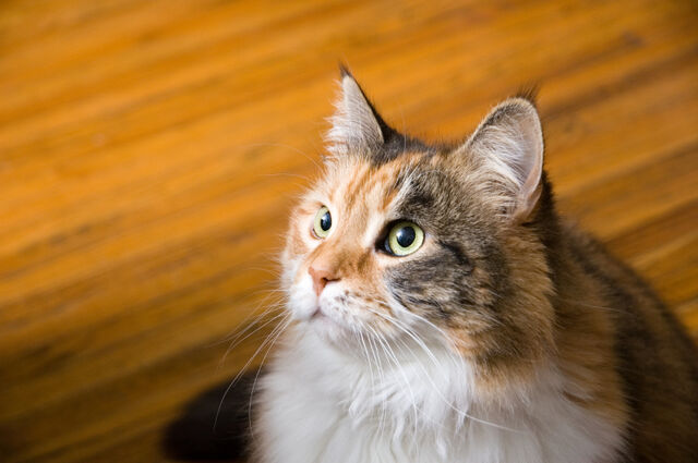 File:Whiskers.jpg