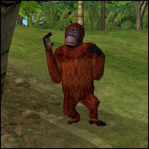 File:Orangutan.jpg