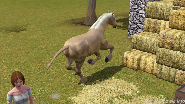 File:Horsepic.jpg