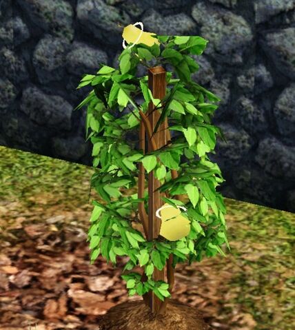File:Life fruit.jpg