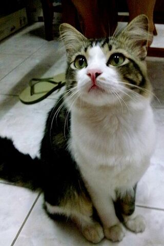 File:Cuteino.jpg