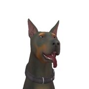 Milo Doberman Headshot