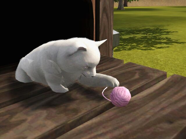 File:Catplaying.jpg