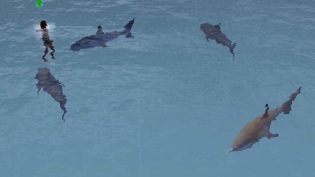 File:Shark on the surface.jpg