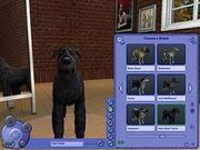Crear-una-mascota.jpg