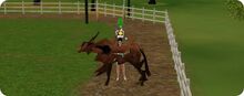 Pets graphic glitch