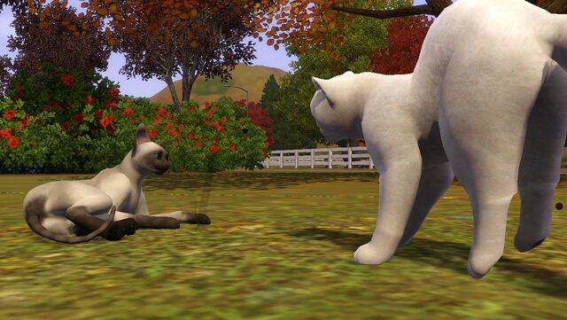 File:CatsFighting.jpg