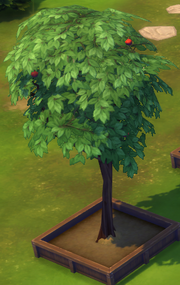 Apfelbaum.png