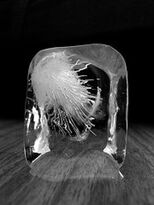 Ice.jpg