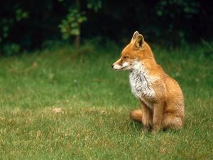 Fox.jpg