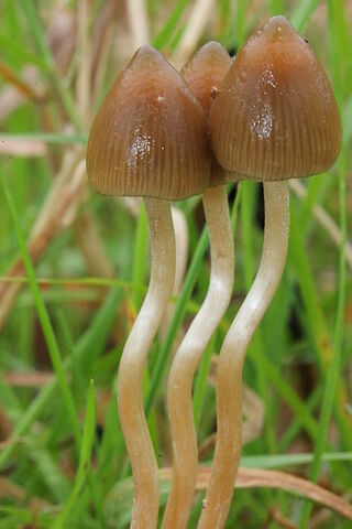 Αρχείο:Psilocybe semilanceata-wiki.jpg