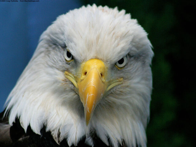 File:-Birds-Eagles-Bald-Eagles-Fresh-New-Hd-Wallpaper--.jpg