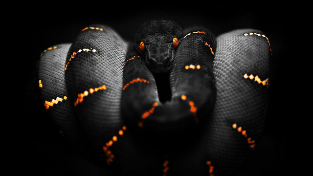 File:Animals-snakes 00249581.jpg