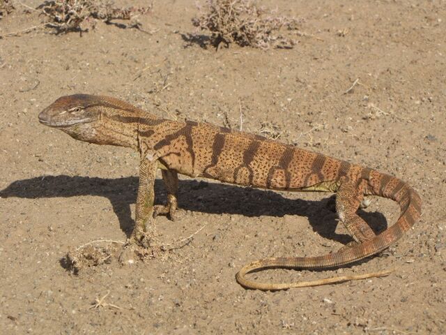 File:Lizards-fig8a.jpg