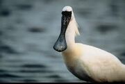 A black-faced Spoonbill