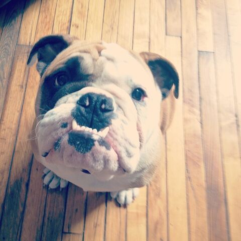 File:Puppychef.jpg