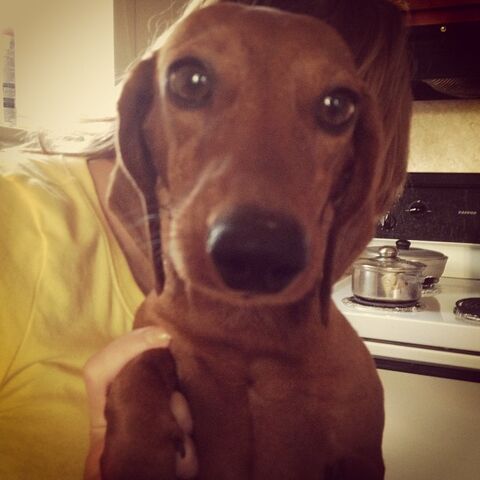 File:Puppynurse.jpg