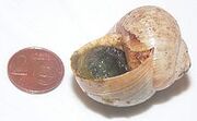 220px-Escargot p1150449