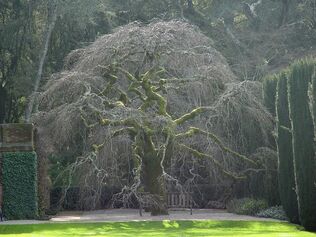 Beautiful-elm-tree