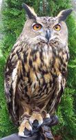 VashtisEagleOwl