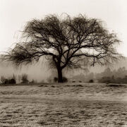 Alan-Blaustein-Willow-Tree-157192