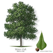 Oak water