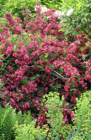 Red-shrub-weigela