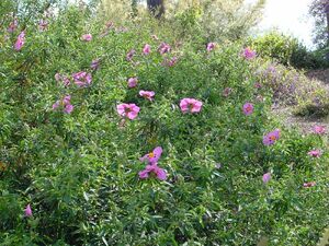 Cistus purpureus (rockrose)