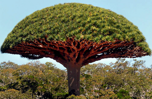 Dragon-blood-tree4