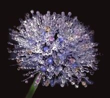 Ice-flower1 (1)