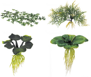 Water Plants