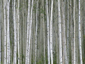 Momatiuk-eastcott-aspen-tree-trunks-in-summer