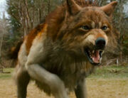Nate as a wolf