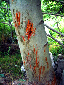 AlderBearclawScrape3