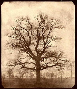Oak trees-11910