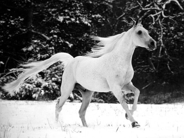 File:Snow-white-horse-wallpaper-1024x768.jpg