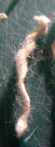 File:Twine 2010 threadcloseup.jpg