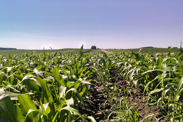 File:Julycorn.jpg
