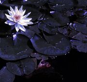 Nelumbo