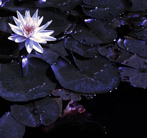 File:Nelumbo.jpg