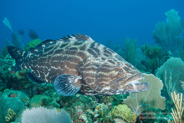 File:Black-grouper-fish-cuba-026810.jpg